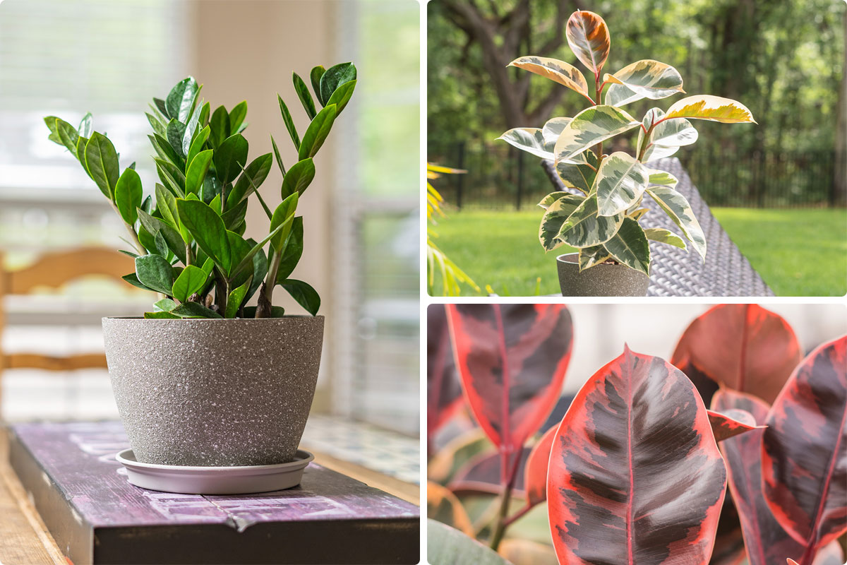 Ruby Variegated Rubber Tree - House and Patio Trees from the Arbor Day Tree  Nursery - Arbor Day Foundation