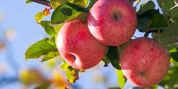 Pink Lady Apple Trees for Sale at Arbor Day's Online Tree Nursery
