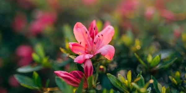 Pink Lady Apple Trees for Sale at Arbor Day's Online Tree Nursery - Arbor  Day Foundation