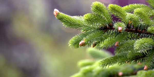 Norway Spruce Trees For Sale At Arbor Day S Online Tree Nursery Arbor Day Foundation Buy Trees Rain Forest Friendly Coffee Greeting Cards That Plant Trees Memorials And Celebrations With Trees And