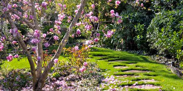 Pink Lemonade Blueberry Bushes for Sale at Arbor Day's Online Tree Nursery  - Arbor Day Foundation