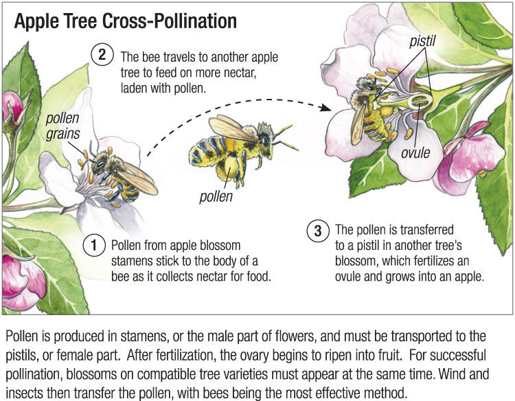 Apple Tree Cross-Pollination