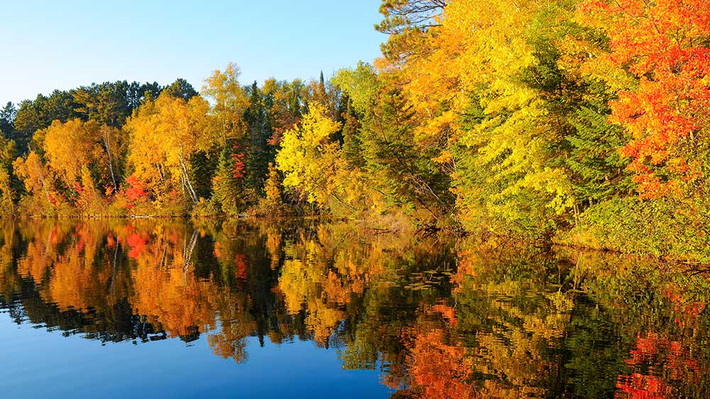 Forest On Lake